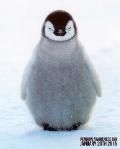 penguin awareness day 2015